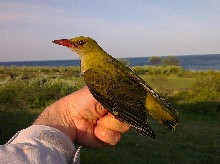 Eurasian Golden Oriole, Sundre 20120523